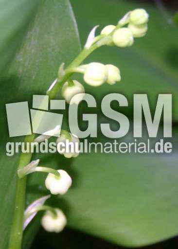 Maigloeckchen-Knospen-2.jpg